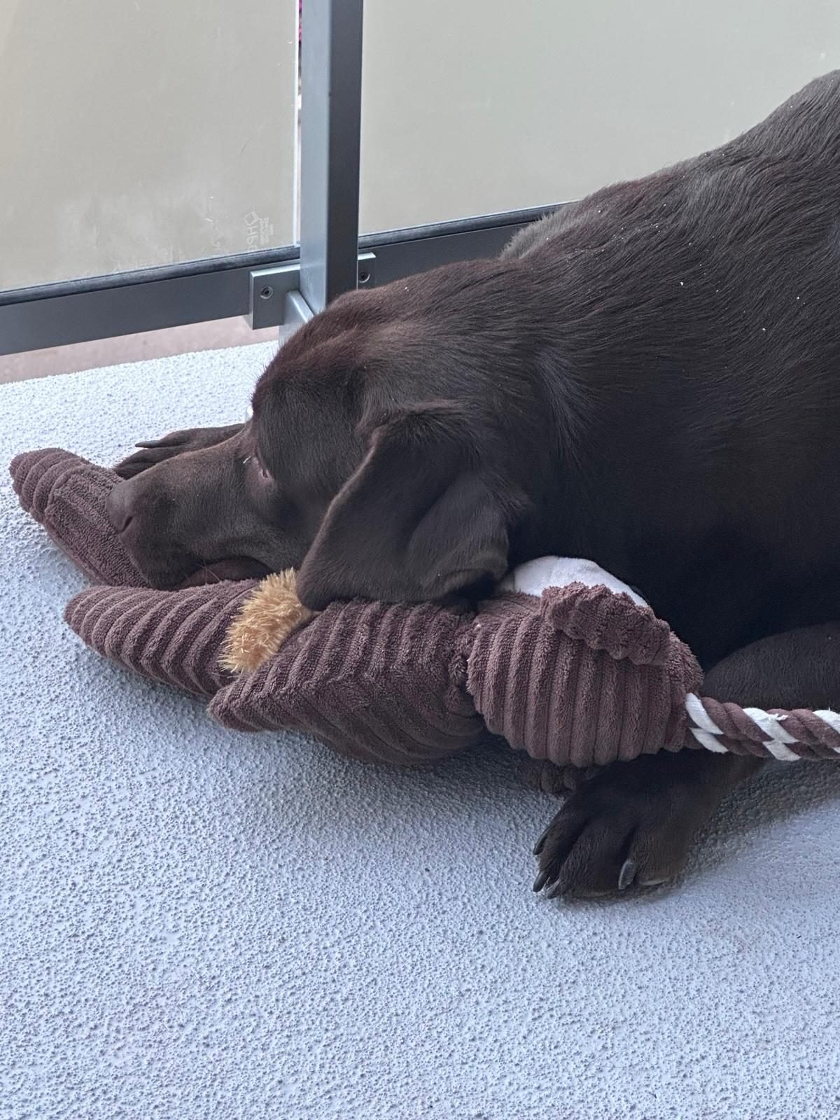 Bella, calm and content